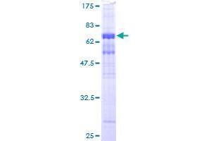 WDR77 Protein (AA 1-342) (GST tag)