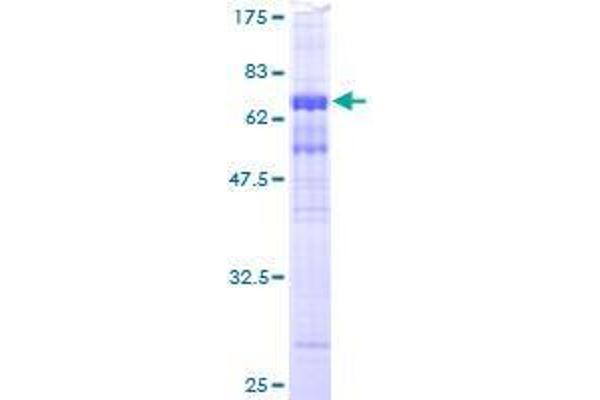 WDR77 Protein (AA 1-342) (GST tag)