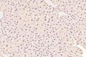 Immunohistochemistry analysis of paraffin-embedded mouse liver using,TBX10 (ABIN7075814) at dilution of 1: 4600 (T-Box 10 antibody)