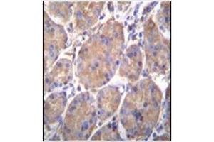 Immunohistochemistry analysis in formalin fixed and paraffin embedded human stomach tissue reacted with Endoplasmin / HSP90B1 / TRA1 Antibody (Center) followed which was peroxidase conjugated to the secondary antibody and followed by DAB staining. (GRP94 antibody  (Middle Region))