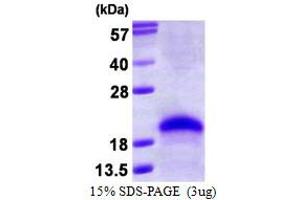 Image no. 1 for VEGF 165 protein (ABIN1098802) (VEGF 165 Protein)
