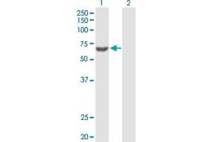 Western Blot analysis of ACSM3 expression in transfected 293T cell line by ACSM3 MaxPab polyclonal antibody. (ACSM3 antibody  (AA 1-586))
