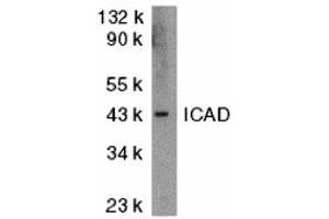 Western Blotting (WB) image for anti-DNA Fragmentation Factor, 45kDa, alpha Polypeptide (DFFA) (N-Term) antibody (ABIN1031406) (DFFA antibody  (N-Term))