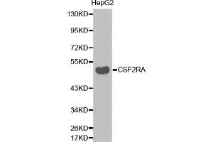 Western blot analysis of extracts of HepG2 cell lines, using CSF2RA antibody. (CSF2RA antibody  (AA 23-320))