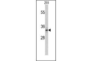 Western blot analysis of T1 Antibody (C-term) (ABIN389117 and ABIN2839303) in 293 cell line lysates (35 μg/lane). (PPT1 antibody  (C-Term))