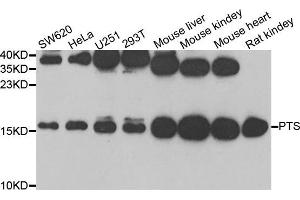 Western Blotting (WB) image for anti-6-Pyruvoyltetrahydropterin Synthase (PTS) antibody (ABIN1980322) (PTS antibody)