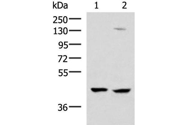 MAGEC2 antibody