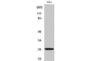 Western Blotting (WB) image for anti-Tumor Necrosis Factor (Ligand) Superfamily, Member 13 (TNFSF13) (Internal Region) antibody (ABIN3183331) (TNFSF13 antibody  (Internal Region))