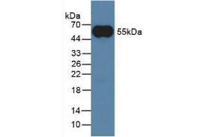 Western Blot; Sample: Rabbit Serum. (IgG antibody)
