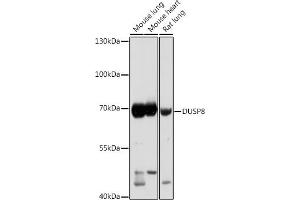Western blot analysis of extracts of various cell lines, using DUSP8 antibody (ABIN7266849) at 1:1000 dilution. (DUSP8 antibody)