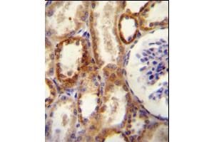 CD73 (NT5E) Antibody (N-term) (ABIN388749 and ABIN2839010) immunohistochemistry analysis in formalin fixed and paraffin embedded human kidney tissue followed by peroxidase conjugation of the secondary antibody and DAB staining.