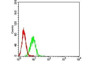 Flow cytometric analysis of K562 cells using ATG4A mouse mAb (green) and negative control (red). (ATG4A antibody  (AA 258-398))