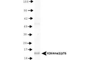 Western Blot of Rabbit Anti-Histone H3 [Trimethyl Lys4, p Thr6] Antibody. (Histone 3 antibody  (H3K4me3, pThr6))