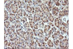 Image no. 2 for anti-ERG, ETS transcription factor (ERG) antibody (ABIN1498076) (ERG antibody)