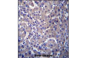 GPR34 Antibody (Center) (ABIN656767 and ABIN2845988) immunohistochemistry analysis in formalin fixed and paraffin embedded human liver tissue followed by peroxidase conjugation of the secondary antibody and DAB staining. (GPR34 antibody  (AA 232-261))
