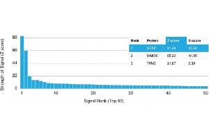 Analysis of Protein Array containing more than 19,000 full-length human proteins using GFAP Mouse Monoclonal Antibody (GFAP/2076) Z- and S- Score: The Z-score represents the strength of a signal that a monoclonal antibody (MAb) (in combination with a fluorescently-tagged anti-IgG secondary antibody) produces when binding to a particular protein on the HuProtTM array. (GFAP antibody  (AA 101-200))