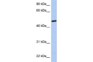 WB Suggested Anti-C2orf62 Antibody Titration: 0. (C2orf62 antibody  (N-Term))