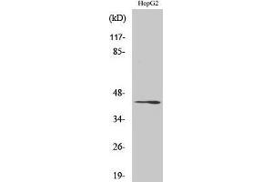 Western Blotting (WB) image for anti-Ras-Related GTP Binding C (RRAGC) (C-Term) antibody (ABIN3177133) (GTR2 antibody  (C-Term))
