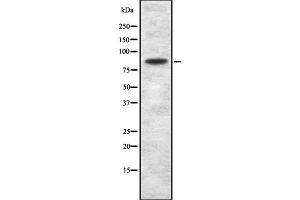 Western blot analysis GSG2 using Jurkat whole cell lysates (GSG2 antibody  (N-Term))