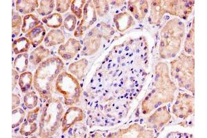 IHC image of ABIN7164704 diluted at 1:300 and staining in paraffin-embedded human kidney tissue performed on a Leica BondTM system. (Prohibitin antibody  (AA 1-272))