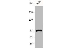 Western Blot analysis of HuvEc cells using CCDC45 Polyclonal Antibody