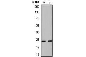 Western blot analysis of PLUNC expression in A549 (A), PC12 (B) whole cell lysates.