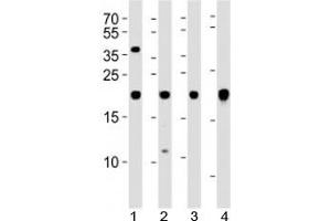 Western blot analysis of lysate from 1) U-87 MG, 2) SK-N-MC cell line, 3) human heart and 4) mouse heart tissue using HES5 antibody at 1:1000.