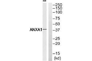 Western blot analysis of extracts from 293 cells, using ANXA1 (Ab-21) antibody. (Annexin a1 antibody  (Tyr21))