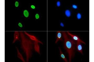 Immunofluorescence of Rabbit Anti-Histone H3 [ac Lys9] Antibody. (Histone 3 antibody  (H3K9ac))