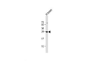Western Blot at 1:2000 dilution + human brain lysate Lysates/proteins at 20 ug per lane. (PLD6 antibody  (AA 125-154))