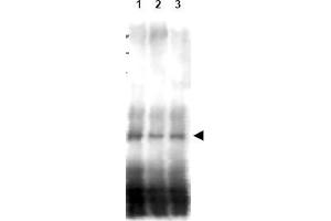 Image no. 1 for anti-CD151 (CD151) (AA 26-35) antibody (ABIN401338) (CD151 antibody  (AA 26-35))