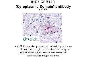 Image no. 1 for anti-G Protein-Coupled Receptor 139 (GPR139) (1st Cytoplasmic Domain) antibody (ABIN1734943)