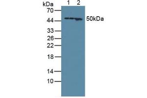 Figure. (GFAP antibody  (AA 256-357))