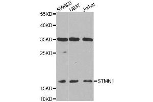 Western blot analysis of extracts of various cell lines, using STMN1 antibody. (Stathmin 1 antibody  (AA 1-149))