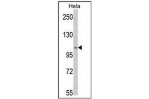 Western blot analysis of PI3KC3 Antibody  in Hela cell line lysates (35ug/lane). (PIK3C3 antibody  (AA 19-49))