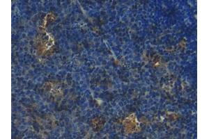 DAB staining on IHC-P; Samples: Mouse Lymph node Tissue (S100 Protein (S100) (AA 2-94) antibody)