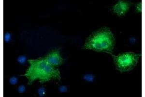Anti-MAPK7 mouse monoclonal antibody (ABIN2453998) immunofluorescent staining of COS7 cells transiently transfected by pCMV6-ENTRY MAPK7 (RC203506). (MAPK7 antibody)