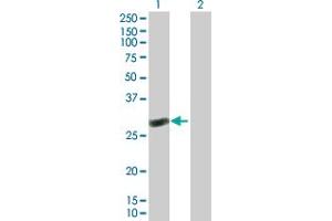 Western Blot analysis of RAB40C expression in transfected 293T cell line by RAB40C MaxPab polyclonal antibody. (RAB40C antibody  (AA 1-281))