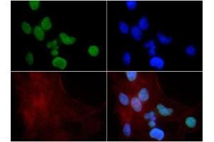 Fluorescence Microscopy (FM) image for anti-Histone 3 (H3) (H3K9me) antibody (ABIN5706783)