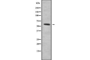 Western blot analysis of RCC2 using HepG2 whole cell lysates
