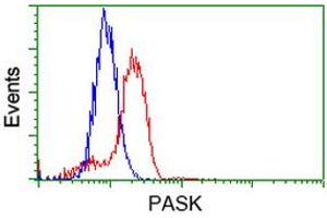 Image no. 1 for anti-PAS Domain Containing Serine/threonine Kinase (PASK) antibody (ABIN1500032) (PASK antibody)