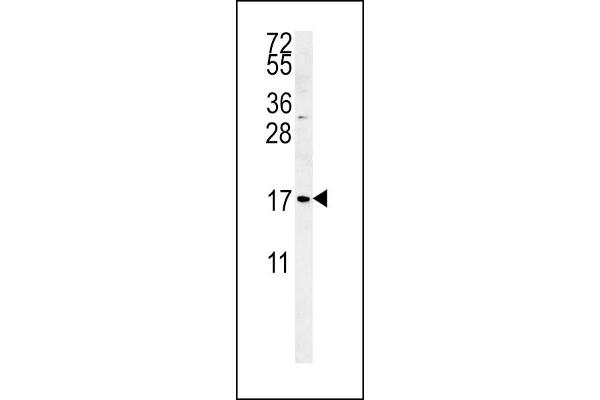 SMAGP Antikörper  (AA 46-75)