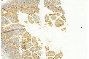 ABIN6257434 and ABIN6273695 at 1/100 staining Rat colon tissue by IHC-P. (PLCE1 antibody  (C-Term))