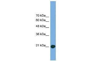 COMMD8 antibody used at 0.