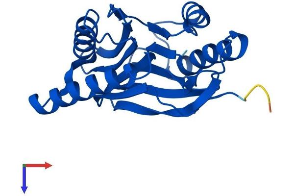 PSMB2 Protein (AA 1-201) (His tag)