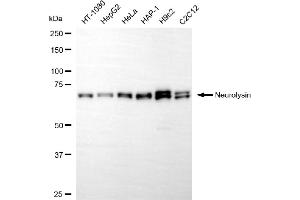 Western blotting analysis using neurolysin antibody (ABIN7799583). (NLN antibody)