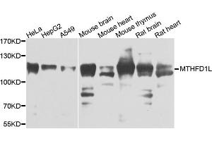 Western blot analysis of extracts of various cells, using MTHFD1L antibody. (MTHFD1L antibody)