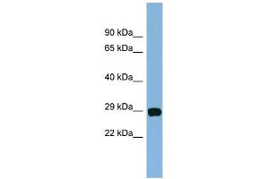 WB Suggested Anti-CHCHD3 Antibody Titration: 0.