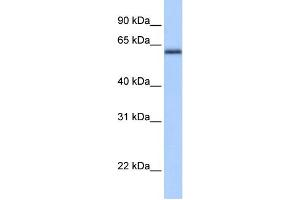 WB Suggested Anti-ZBTB26 Antibody Titration:  0. (ZBTB26 antibody  (C-Term))