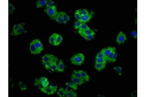 Immunofluorescence staining of HepG2 cells with ABIN7146190 at 1:100, counter-stained with DAPI.